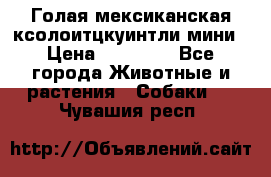 Голая мексиканская ксолоитцкуинтли мини › Цена ­ 20 000 - Все города Животные и растения » Собаки   . Чувашия респ.